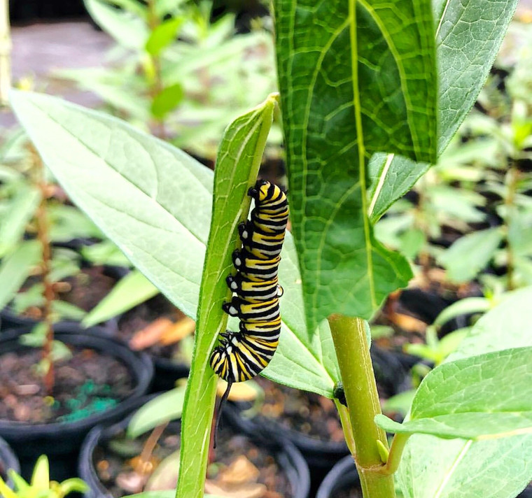 Asclepias incarnata  Swamp Milkweed 1 gallon 