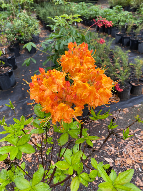 Rhododendron austrinum X Gibralter 'Tiger' 1gallon