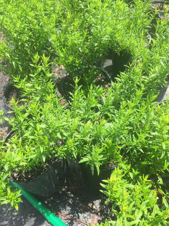 Calamintha asheii Wild Basil 1gallon