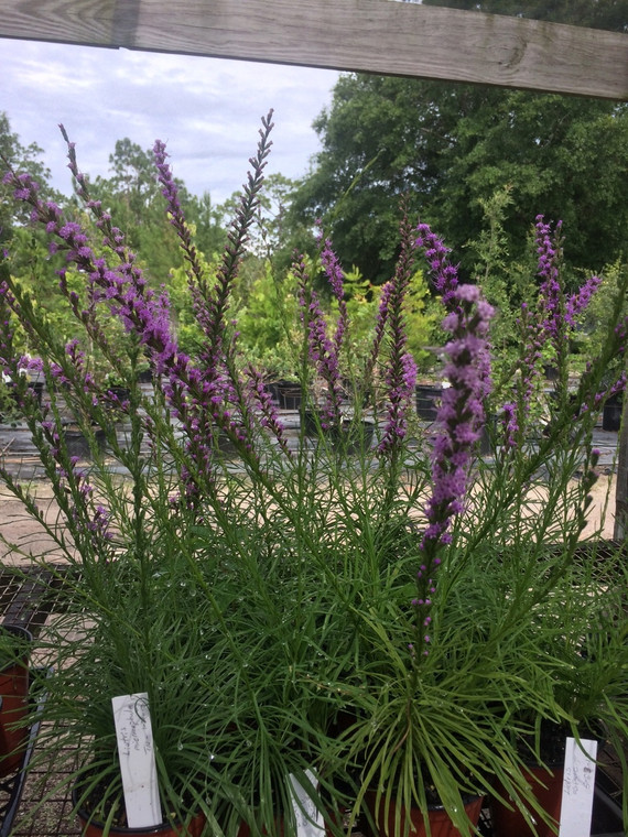 Liatris microcephala Dwarf blazing star 1gallon