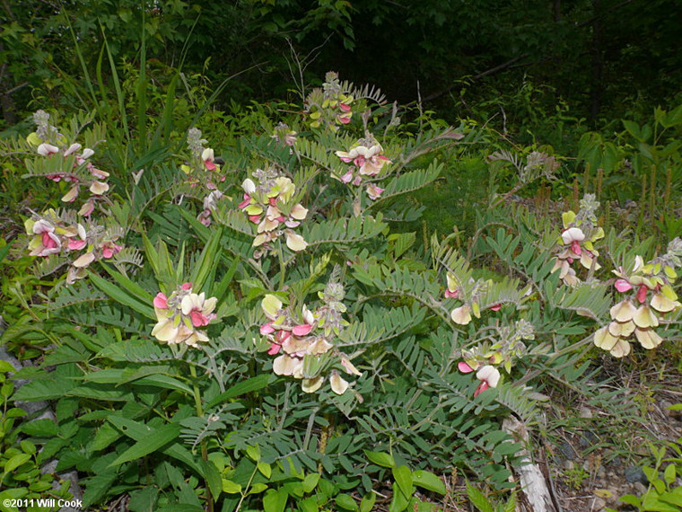 Tephrosia virginiana Goat's Rue 1 gallon