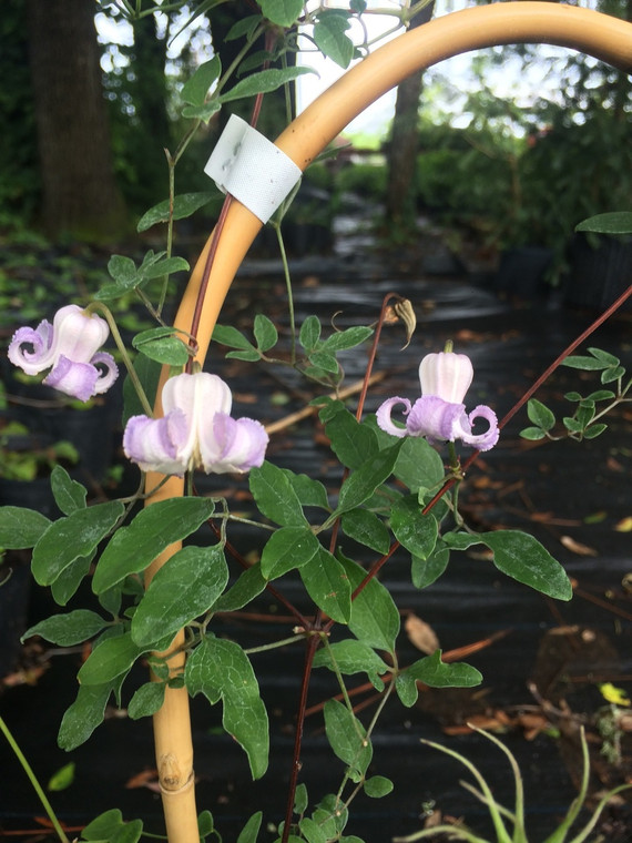 Clematis crispa blooming June 29th at the nursery