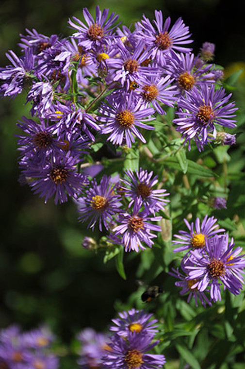 Aster novae angliae New England Aster 1 gallon