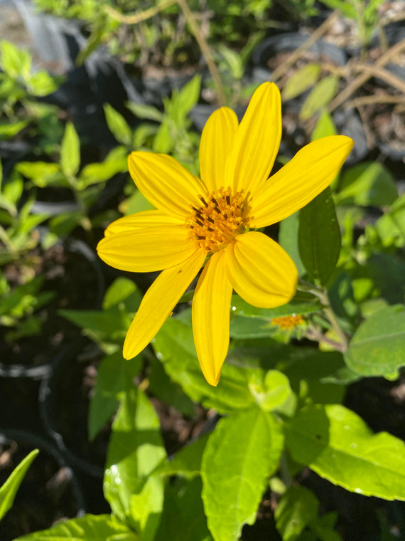 Helianthus tuberosus Jerusalem Artichoke 1 gallon 