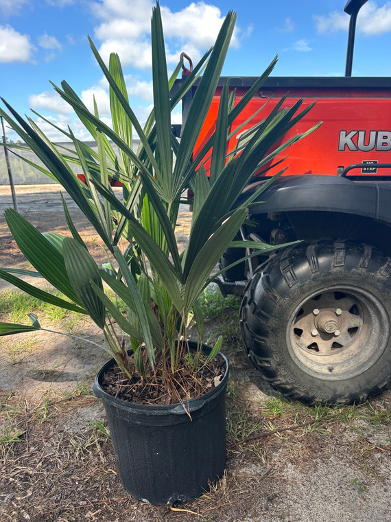 Rhapidophyllum hystrix Needle Palm 7 gallon