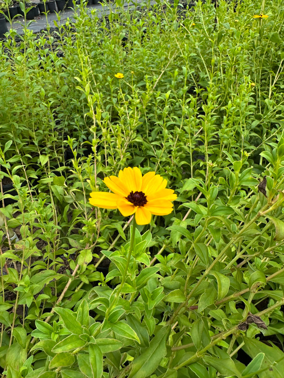 Coreopsis integrifolia Chipola River Tickseed 1 gallon
