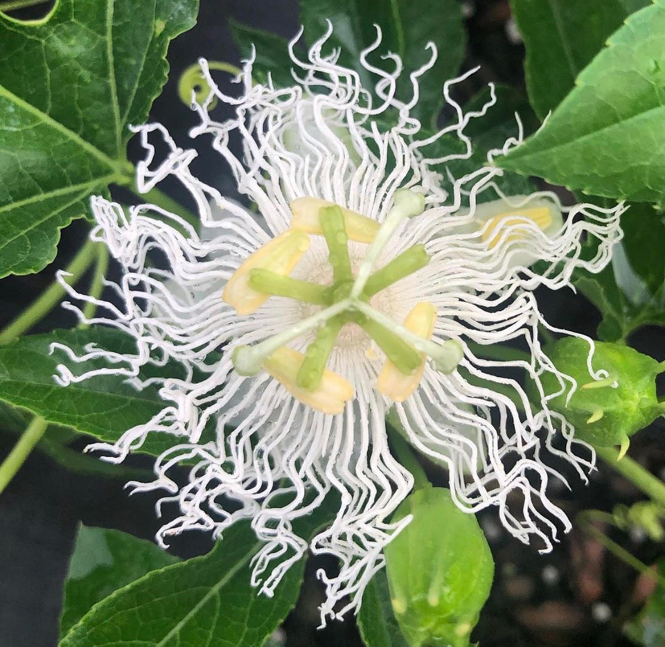 Passiflora incarnata Passion Vine WHITE FLOWER Mail Order Natives