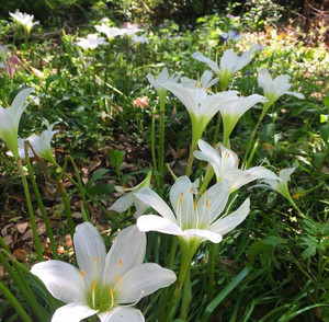 Zephyranthes atamasco Rain Lily Easter Lily - Mail Order Natives