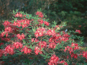 thuja smaragd 140-160 preisvergleich Thuja "Smaragd" (140-160 cm) als Ballenware