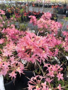 Rhododendron flammeum Magenta Rose Flame - Mail Order Natives