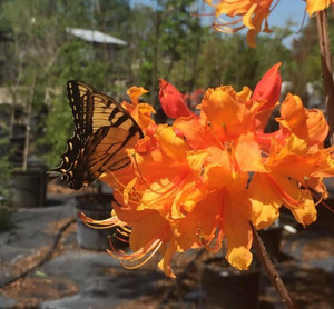 July Wildflowers エリザベス・キャメロン Rhododendron x Stonewall Jackson 1gallon - Mail Order Natives