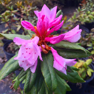 Rhododendron minus (Piedmont Rhododendron) 1 gallon - Mail Order Natives