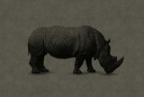 Rhino 1