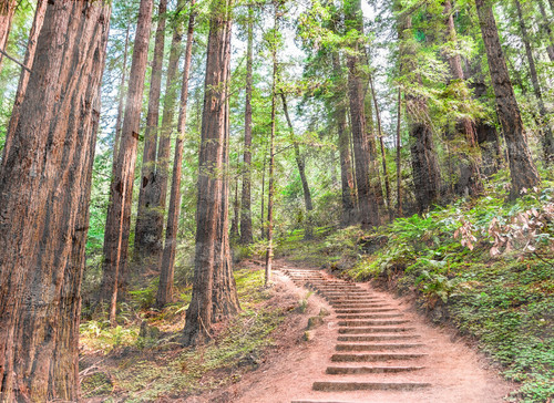 Forest Walk Mural