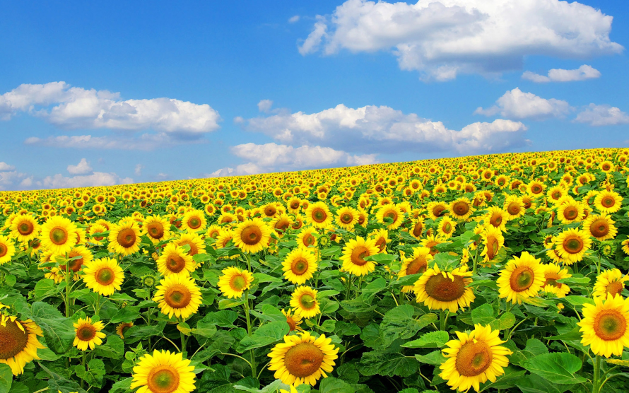 sunflower-field-62.png