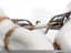 DISCONTINUED AWE Tuning McLaren MP4-12C Performance Exhaust - Machined Tips