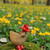 Wooden Bamboo Duck Collection