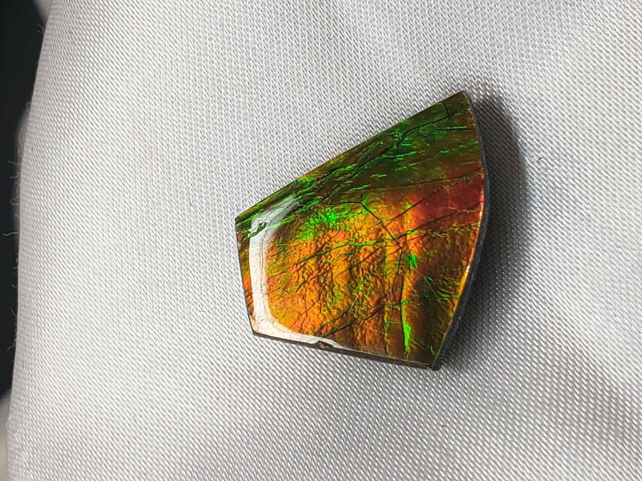 Free Form Natural 18x19 Ammolite With Deep Red and Hints Green and Yellow