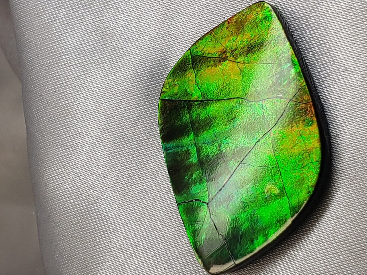 Free Form Natural 34x21 Ammolite With Gold and Hints of Green