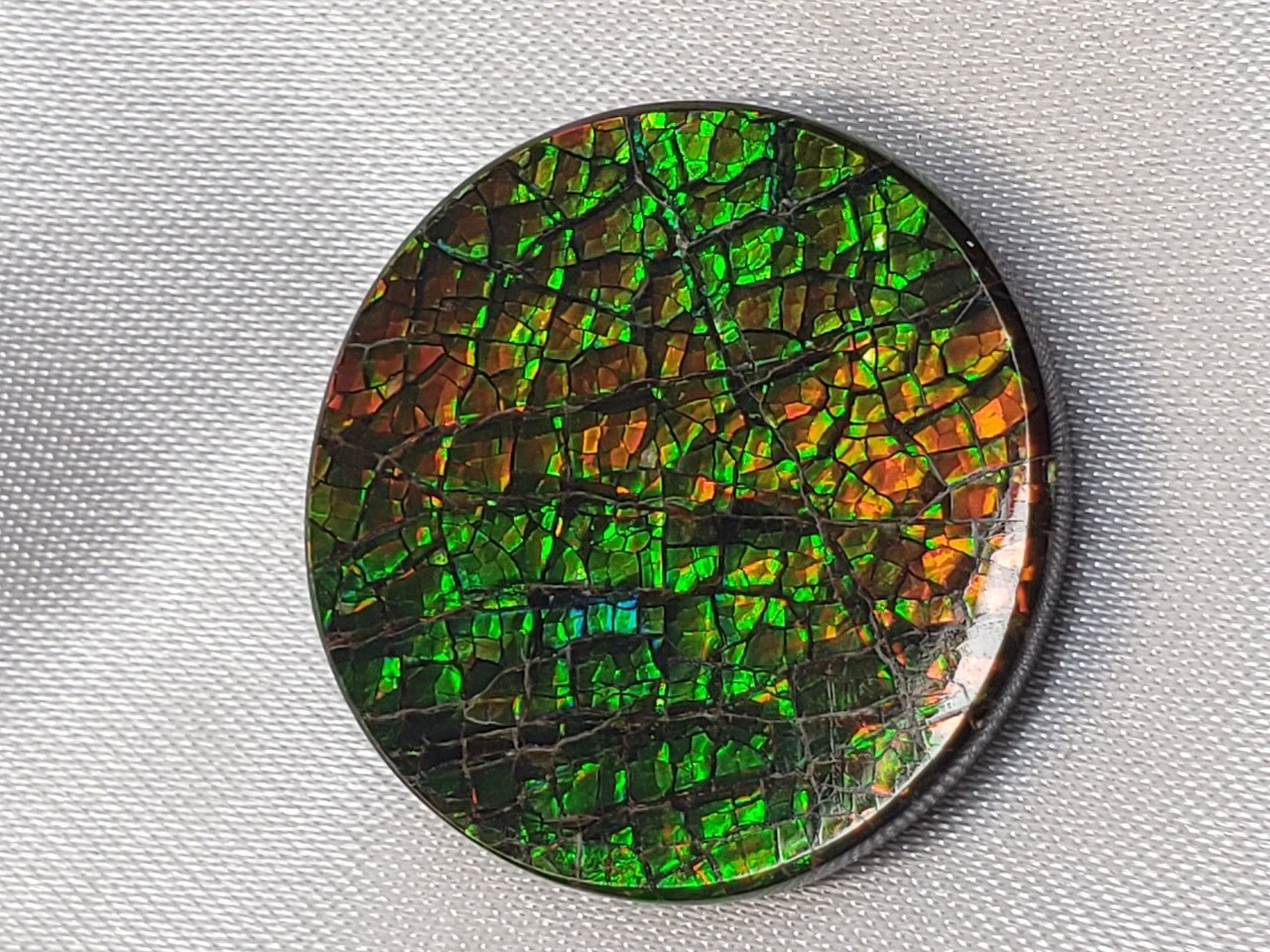Free Form Round 24x25 Ammolite With Green and Hints of Yellow