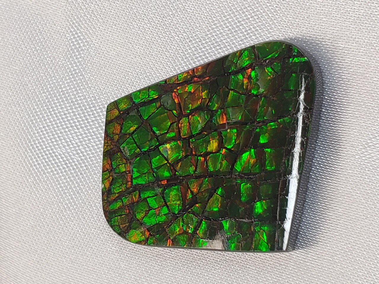 Free Form Natural 23x22 Ammolite With Green and Hints of Yellow