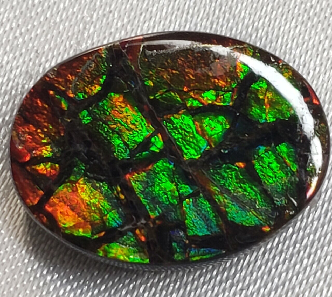 Free Form Oval 16x12 Ammolite with Green and Red