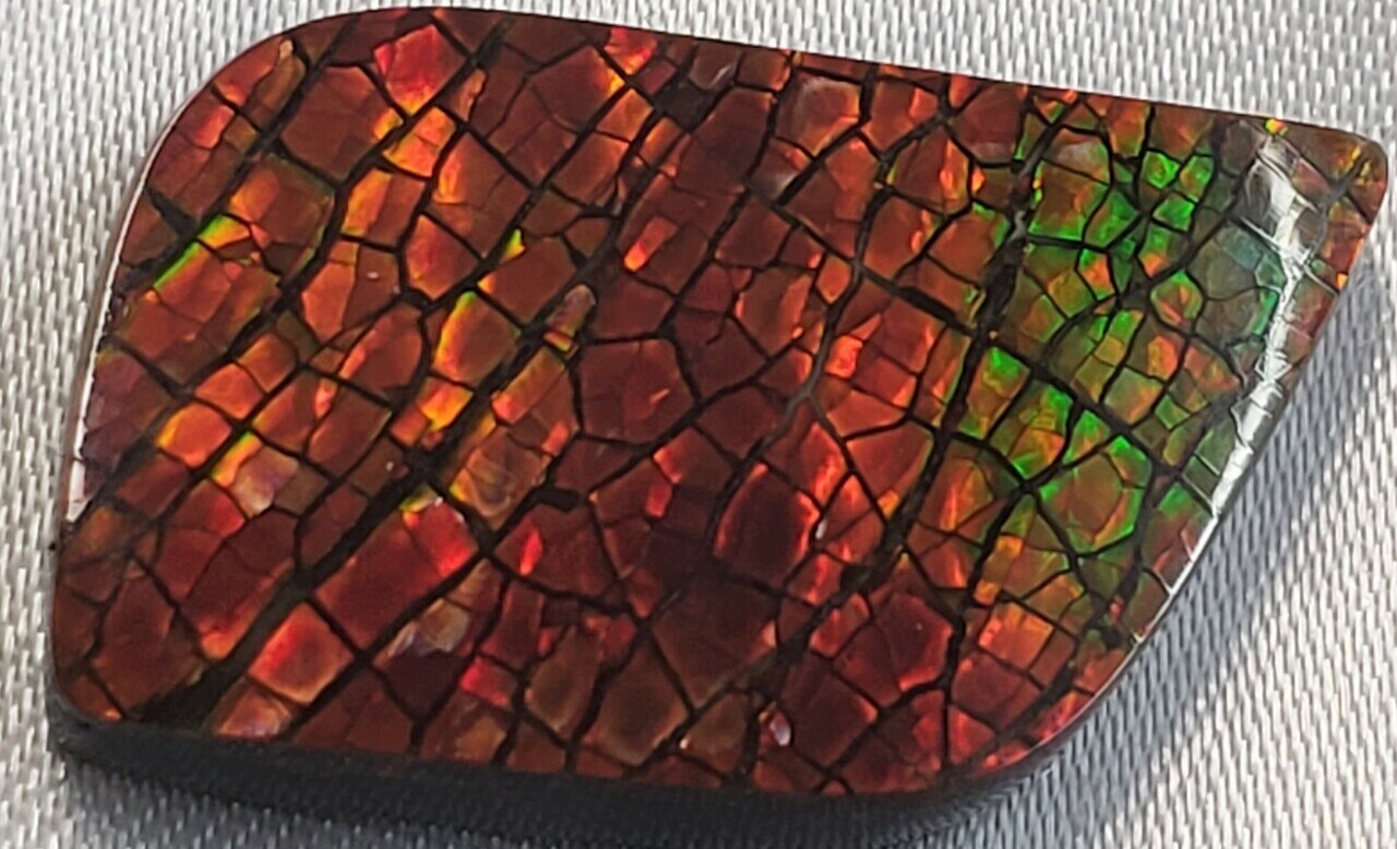 Free Form Natural 26 x15 Ammolite With Deep Greens with Hints of Red and Yellow