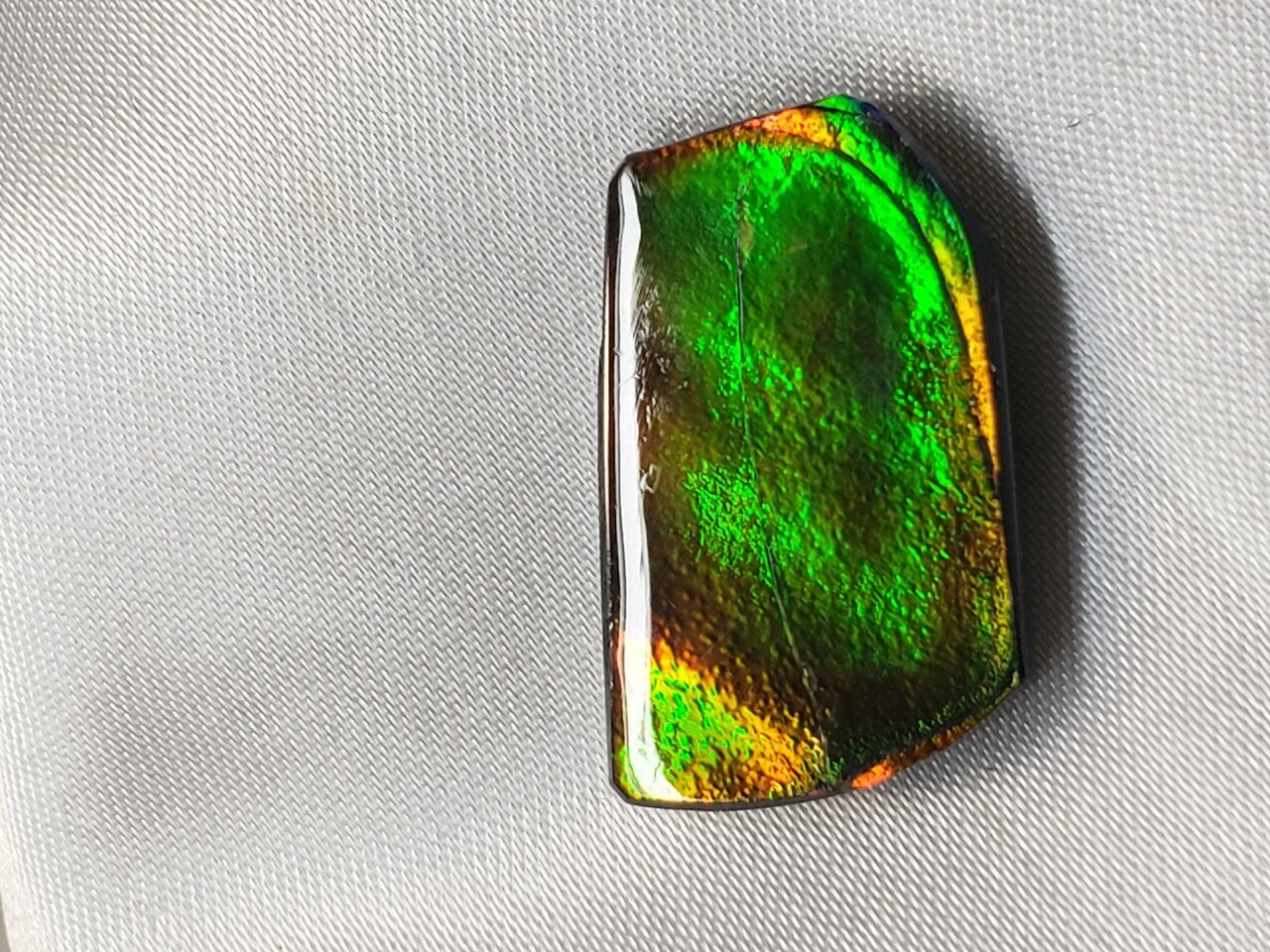 Free Form Natural 25x14 Ammolite With Green and Hints of Yellow and Deep Red