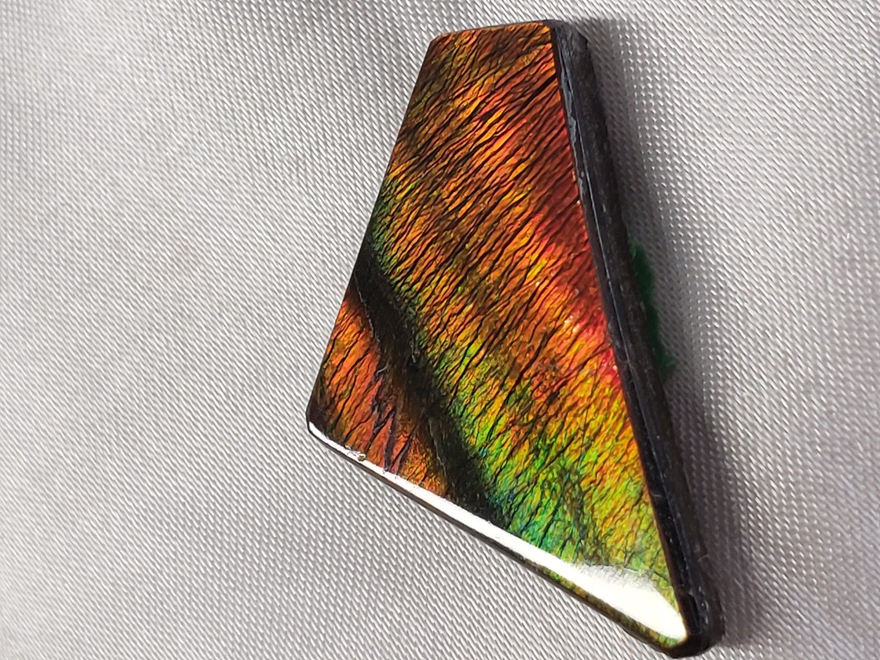 Free Form Triangle 31x19 Ammolite With Deep Red and Hints Green and Blue