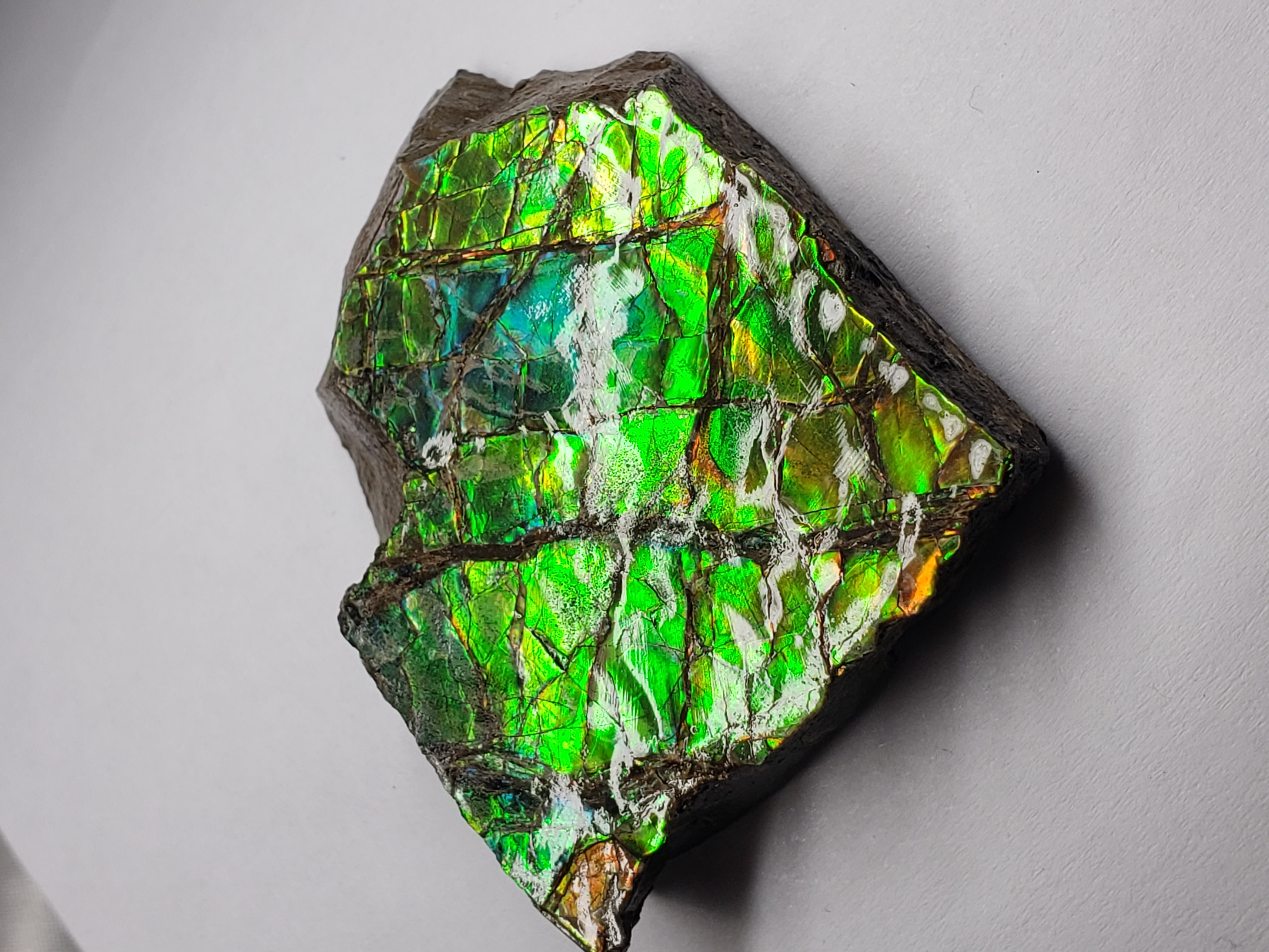 37x44 Ammolite Canada's Opal 2 Color Blue & Green Hand Specimens