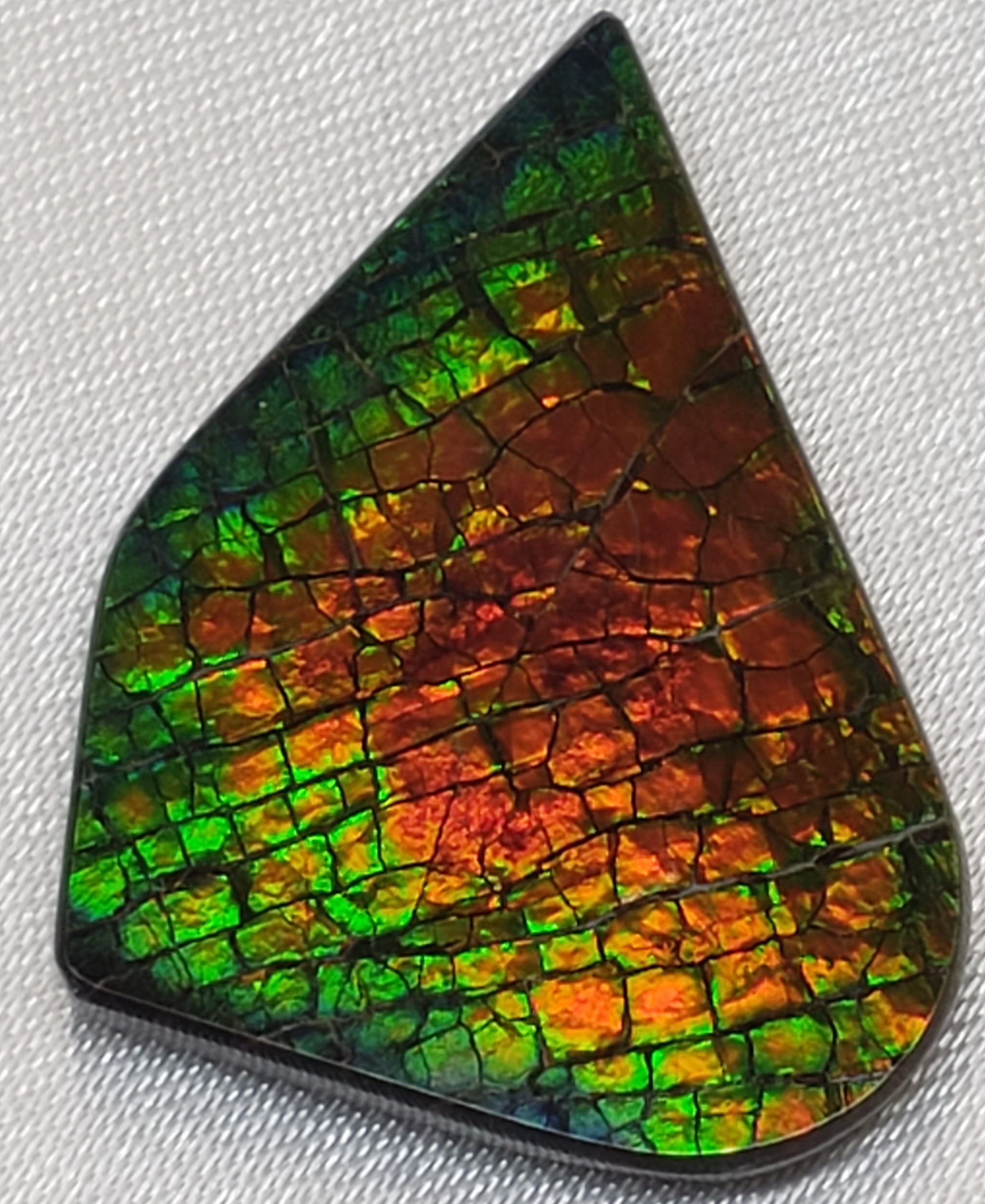 21x28 Ammolite Canada's Opal Natural Free Form 3 Color Red Green & Gold Gem