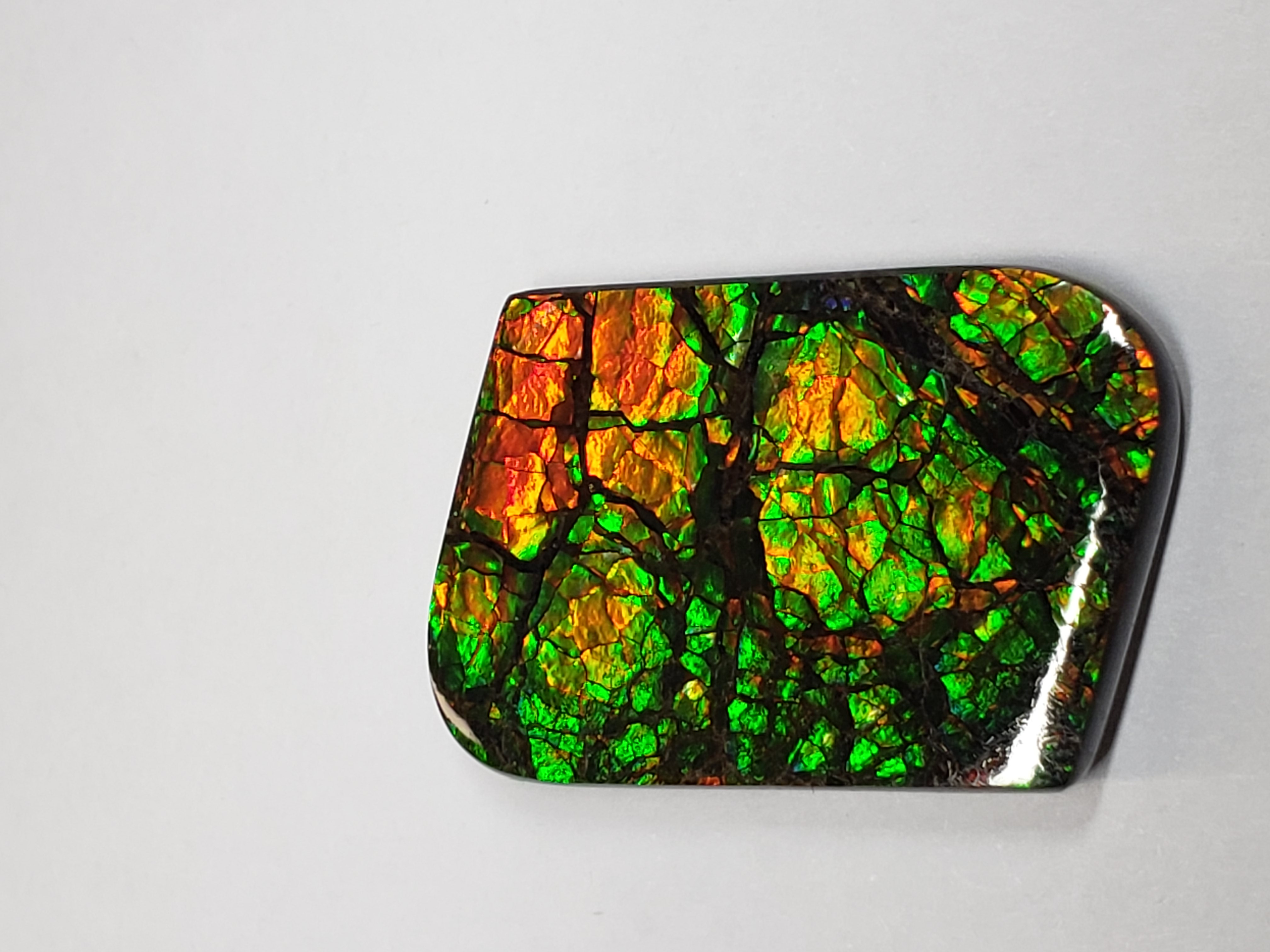27x19 Ammolite Canada's Opal Natural Free Form 2 Color Green & Gold Gemstone
