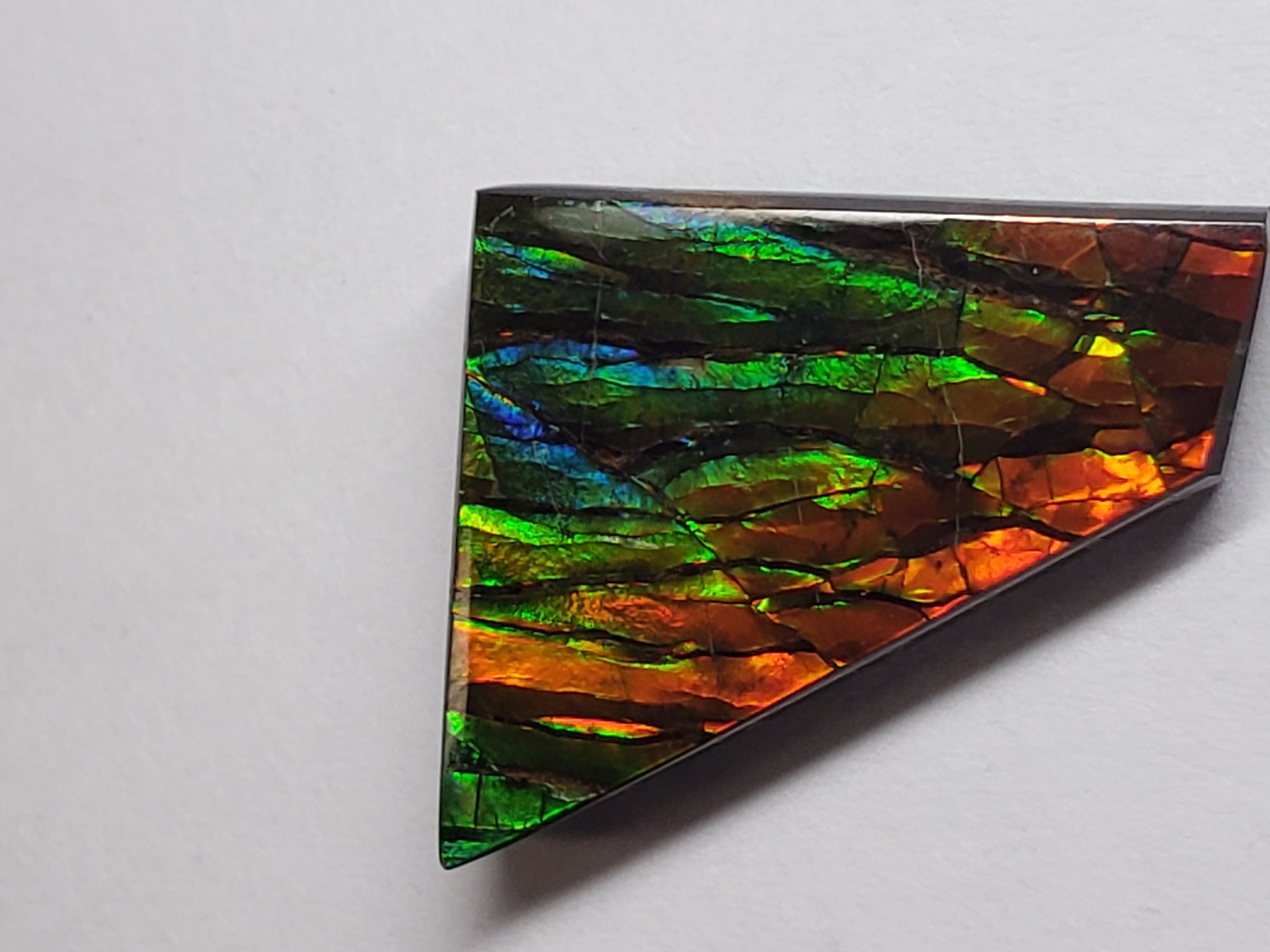 19x17 Ammolite Canada's Opal Natural Free Form 2 Color Green & Gold Gemstone
