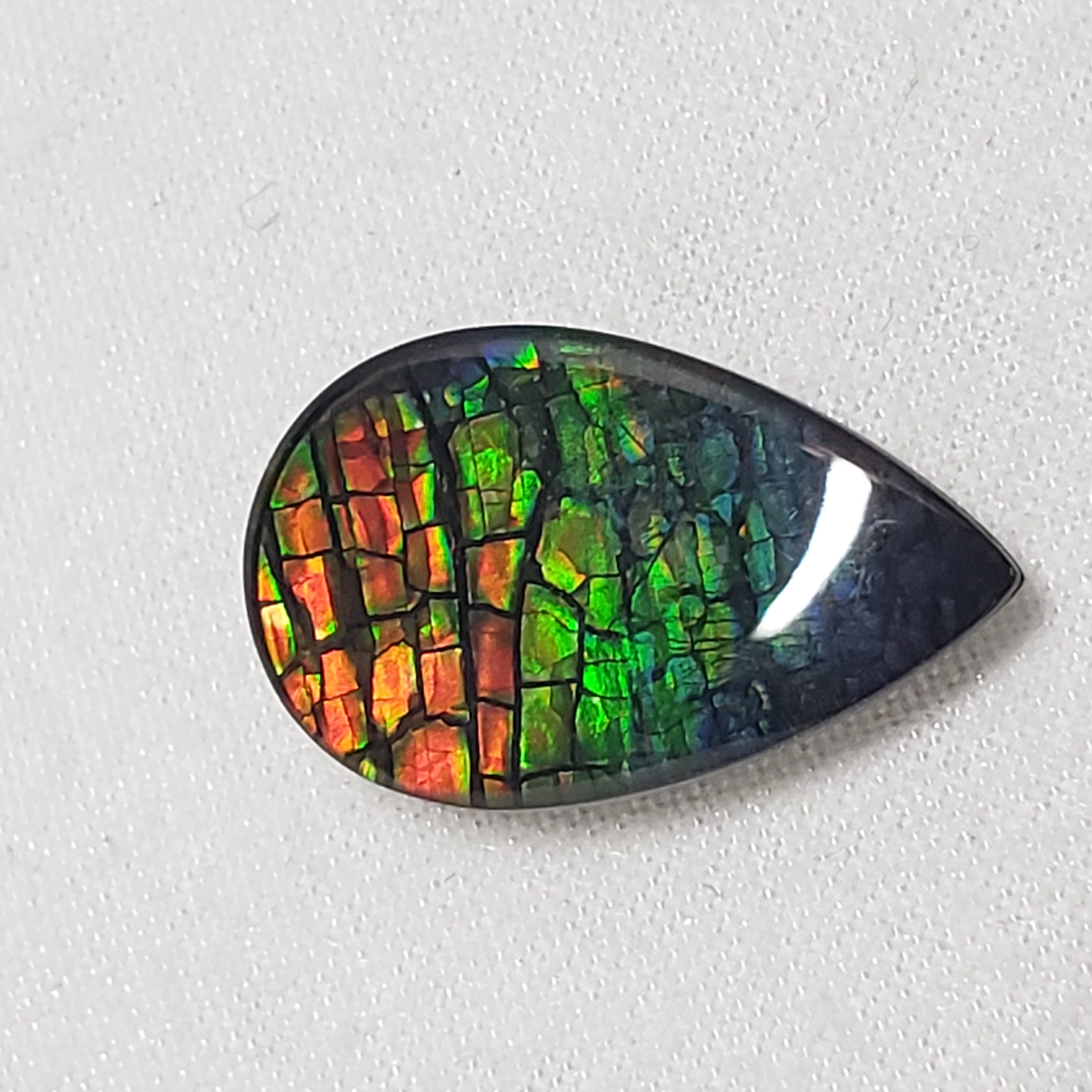 18x11 Ammolite Canada's Pear Form 3 Color Gold Blue & Green Gem 306