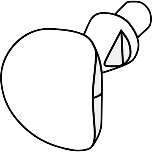 LM Cervical Matrices 60 matriser, mellomtenner og premolarer