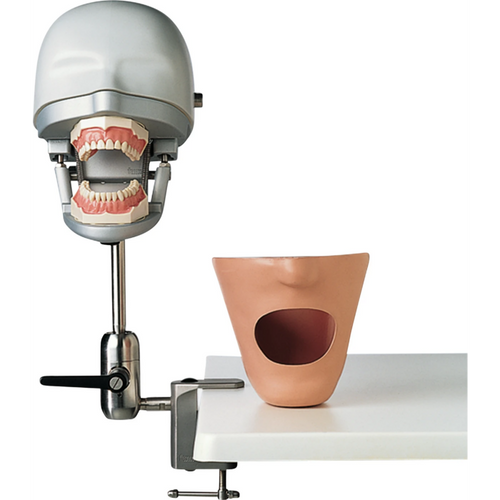 Dental øvingsmodell P-6/3 PT stk.