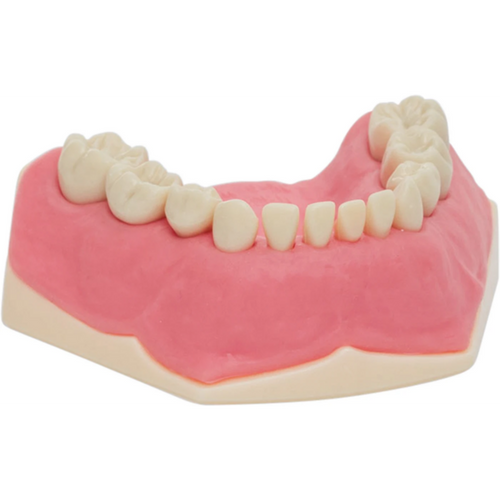 Barnetannmodell AK-6 stk. UK inkludert 10 tenner