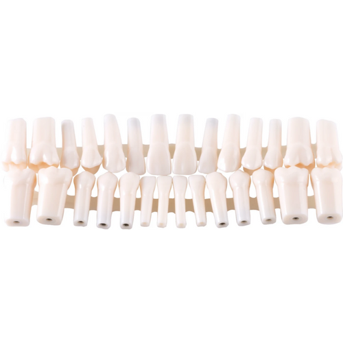 Permanent enkelt tann A5H-500 sett 28 deler