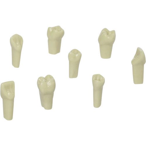 Gnathologist modelltann AG-4 10 stk. 16 inkludert skruer