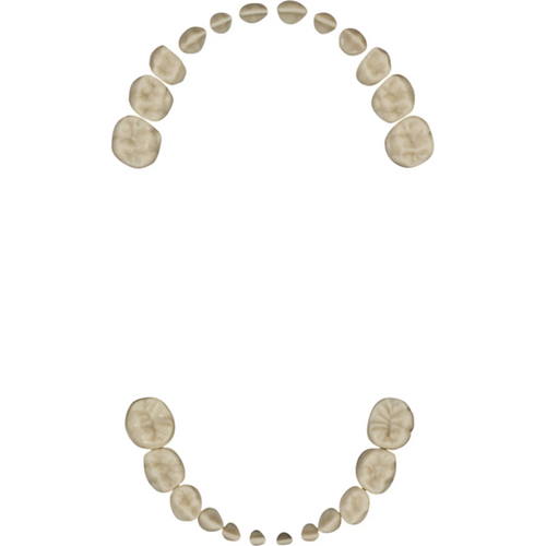 Modelltann barn AK-6 sett med 24 tenner (20 melketenner, 4 kjevetenner) med skruer