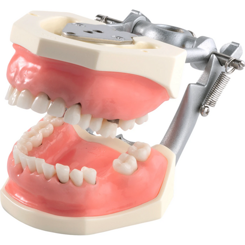 Periodontal kirurgimodell med mykt tannkjøtt P15DP-901C (GSF) stk. P15DP-901C