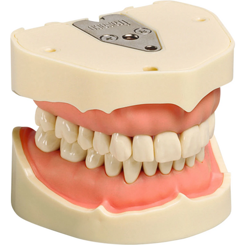 Arbeidsmodell ANA-4 / ANKA-4 stk. V, overkjeve/UK inkludert 28 tenner, konturen av gingivale støtteflater sterkt forenklet