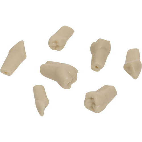 Gnathologist modelltenner AG-3 Pakke med 10 stk (11 inkl. skruer)