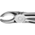 Anatomica ekstraksjonstang stk. DG118R, for OK molarer, venstre
