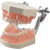Funksjonell modell med anatomiske tenner i21D-400C stk.