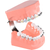 Ortodontisk tannrensingsmodell P3B-706 stk.
