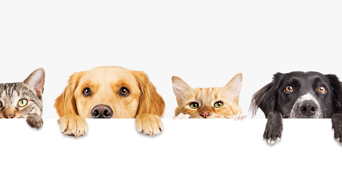 Why Xylitol is Great for Humans (But Not So Great For Dogs)