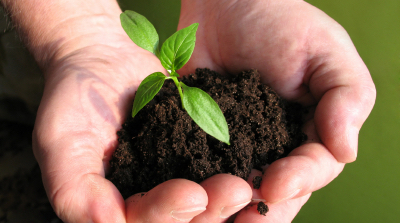 Why We Only Use Wholesome Ingredients