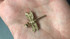 Solid Yellow Gold Dragonfly DC Pendant Necklace
