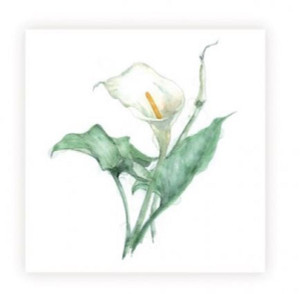 Sarah Brown Sympathy Card - Lily - PACK OF 10